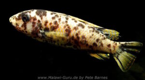 Labeotropheus trewavasae 'Manda'